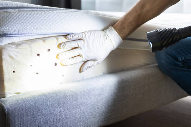 Reliable Crest, CA Pest Control Solutions