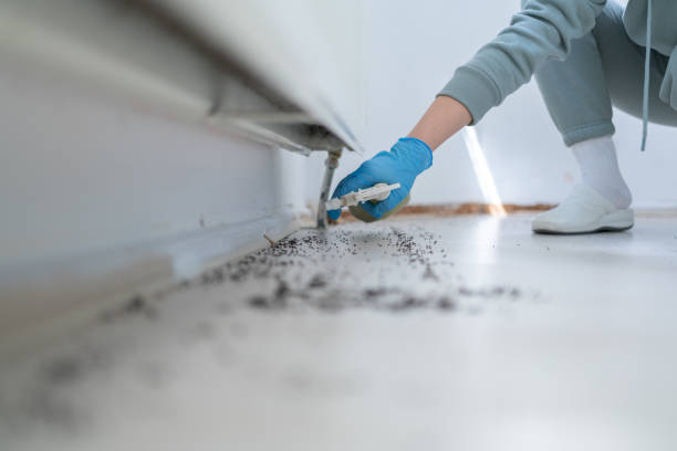 Best Termite Control Services  in Crest, CA